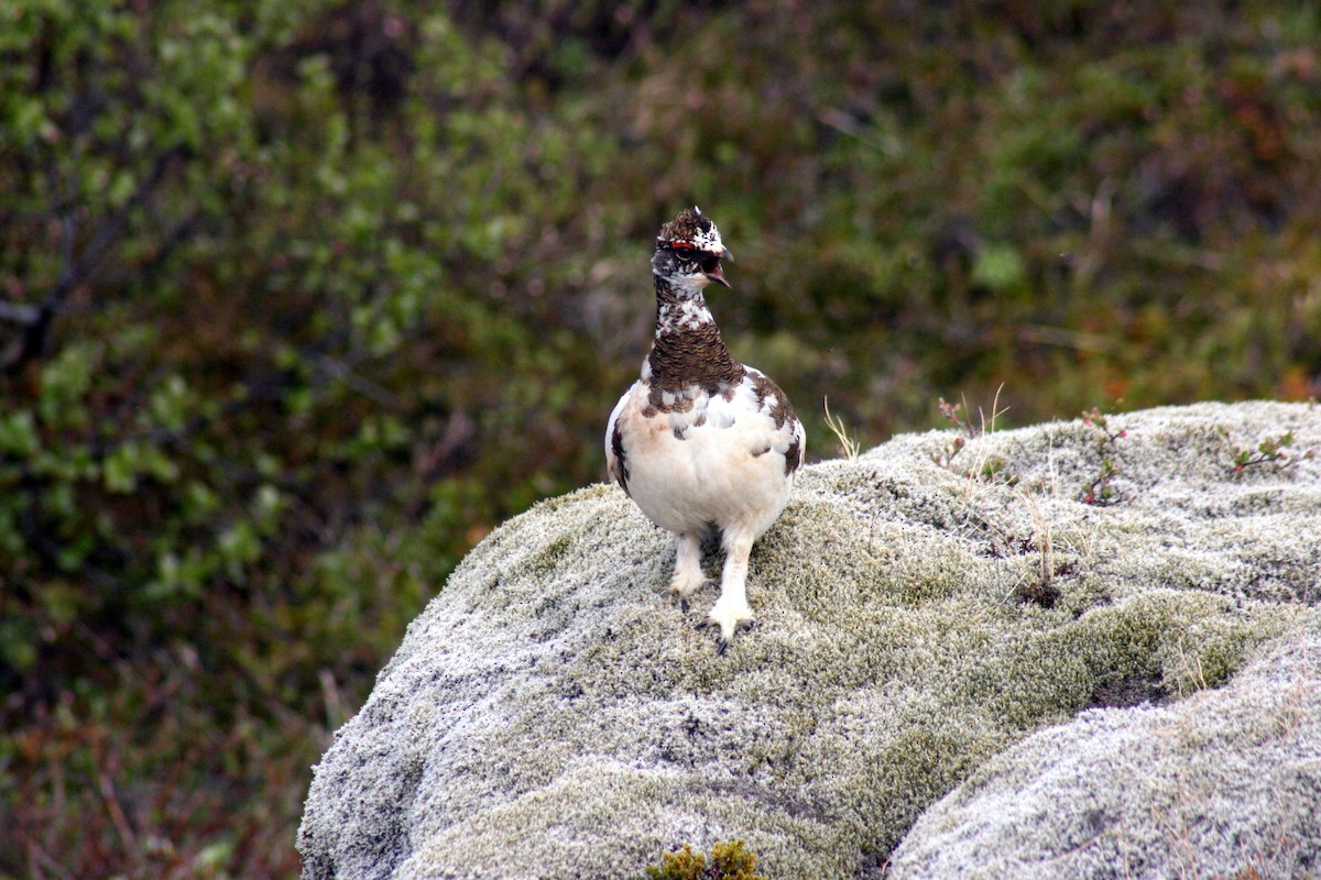 Rock Ptarmigan - ML622312616