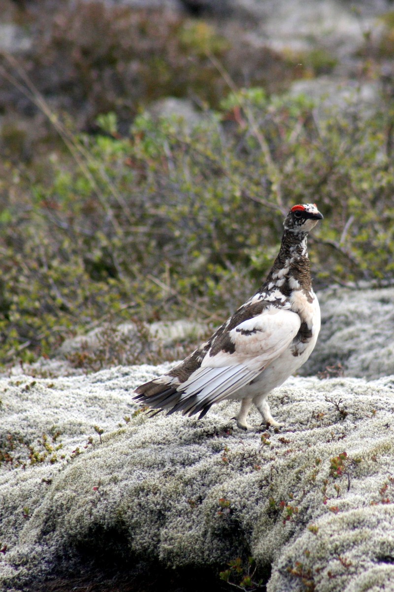 Rock Ptarmigan - ML622312617