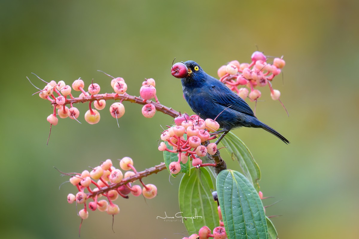 Deep-blue Flowerpiercer - ML622312669