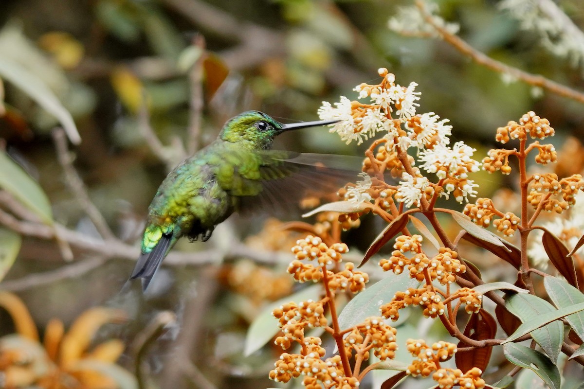 Black-thighed Puffleg - ML622312788