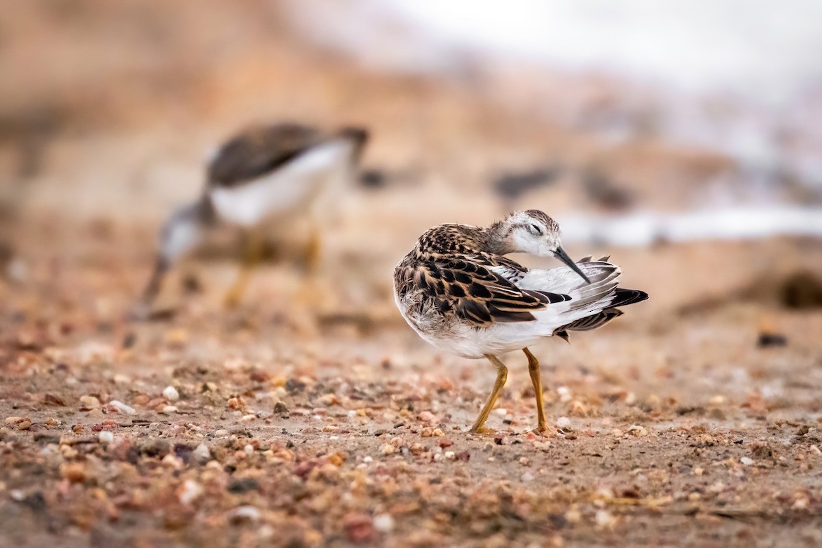 Wilson's Phalarope - ML622312815