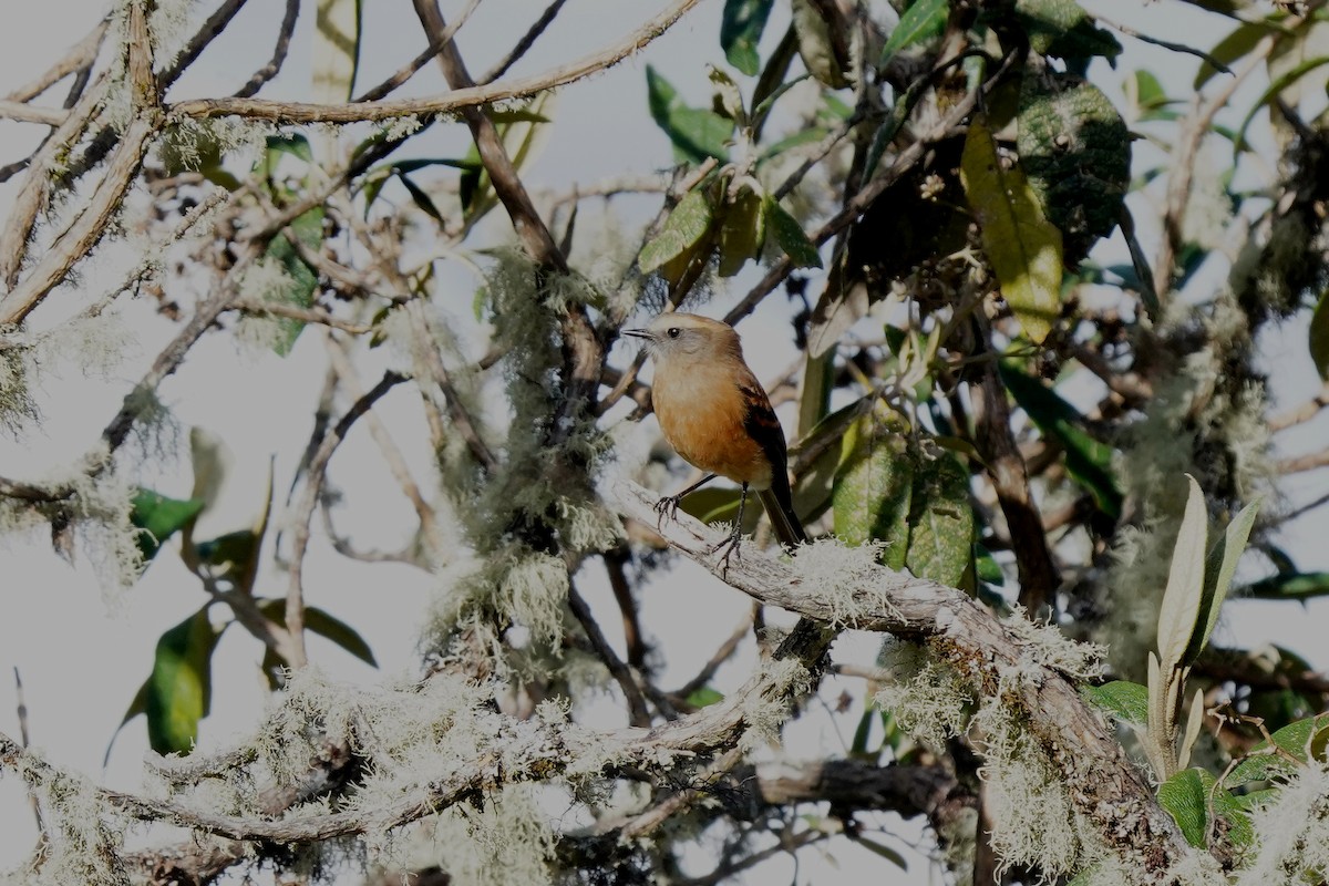 Brown-backed Chat-Tyrant - ML622312849