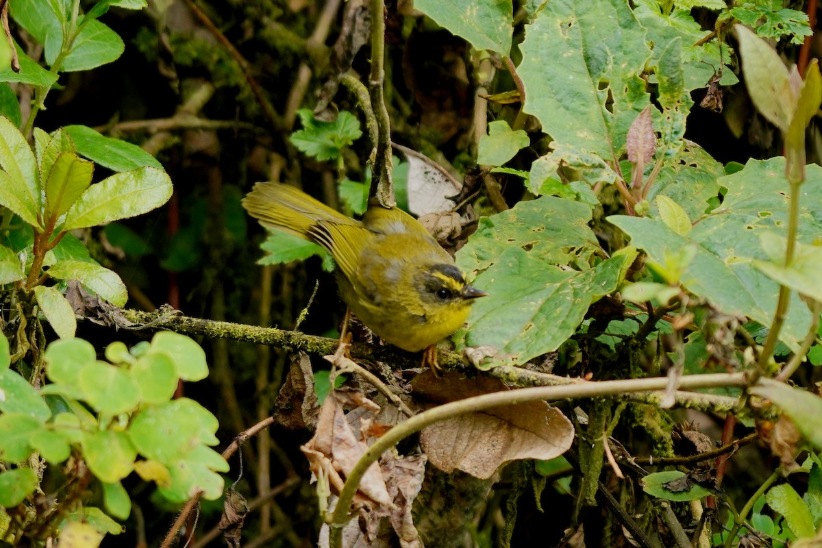 Black-crested Warbler - ML622312864