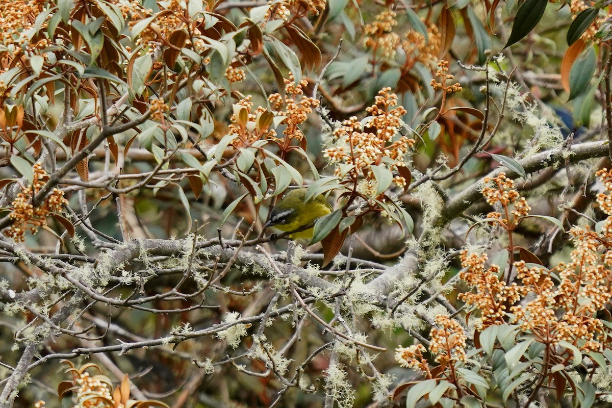 Superciliaried Hemispingus - Luis Carlos García Mejía