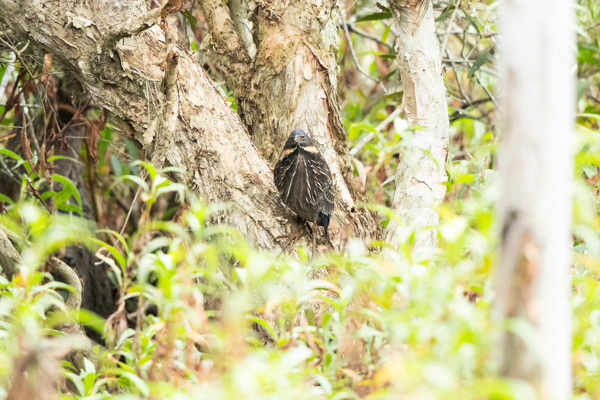 Black Bittern - ML622312902