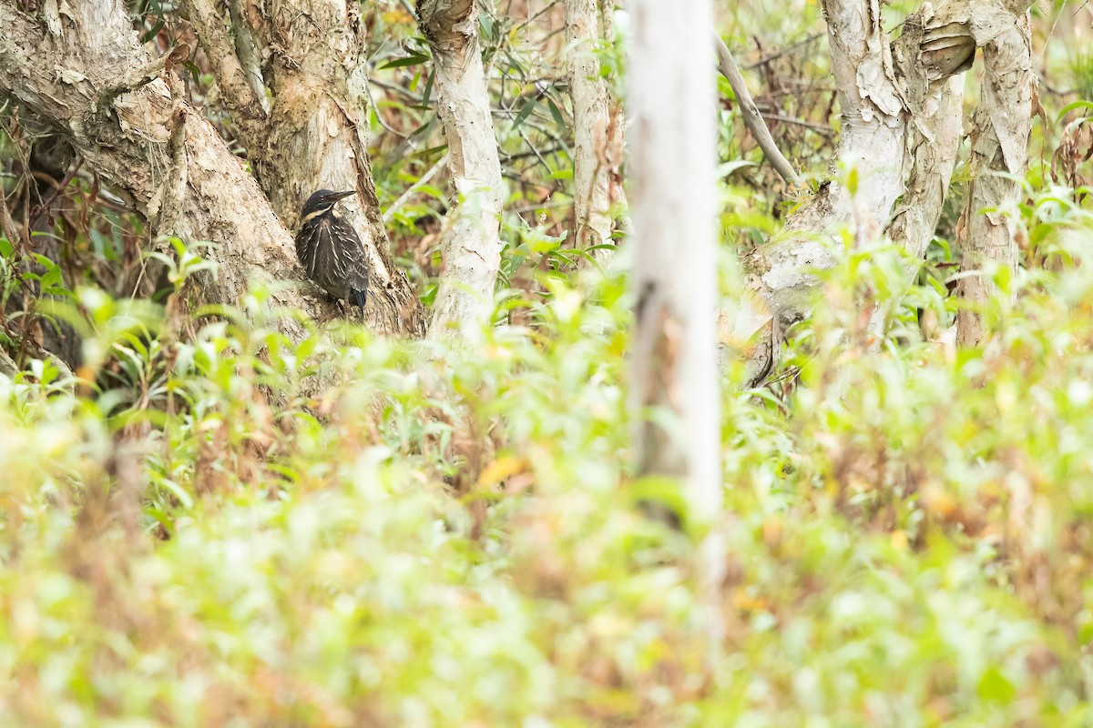 Black Bittern - ML622312903