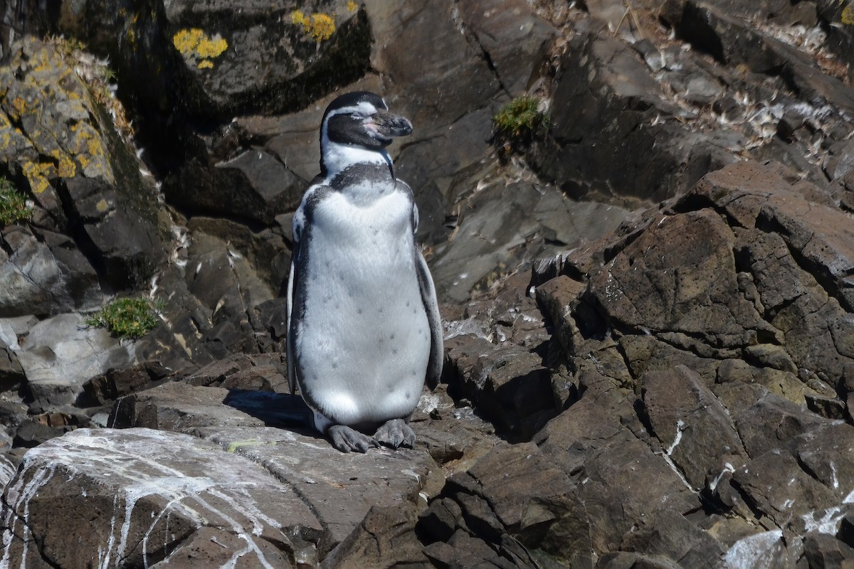 Humboldt Penguin - ML622312904