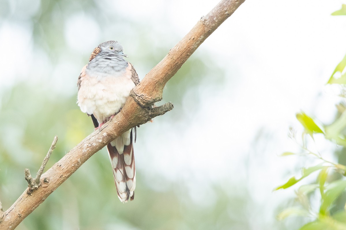 Bar-shouldered Dove - ML622312910