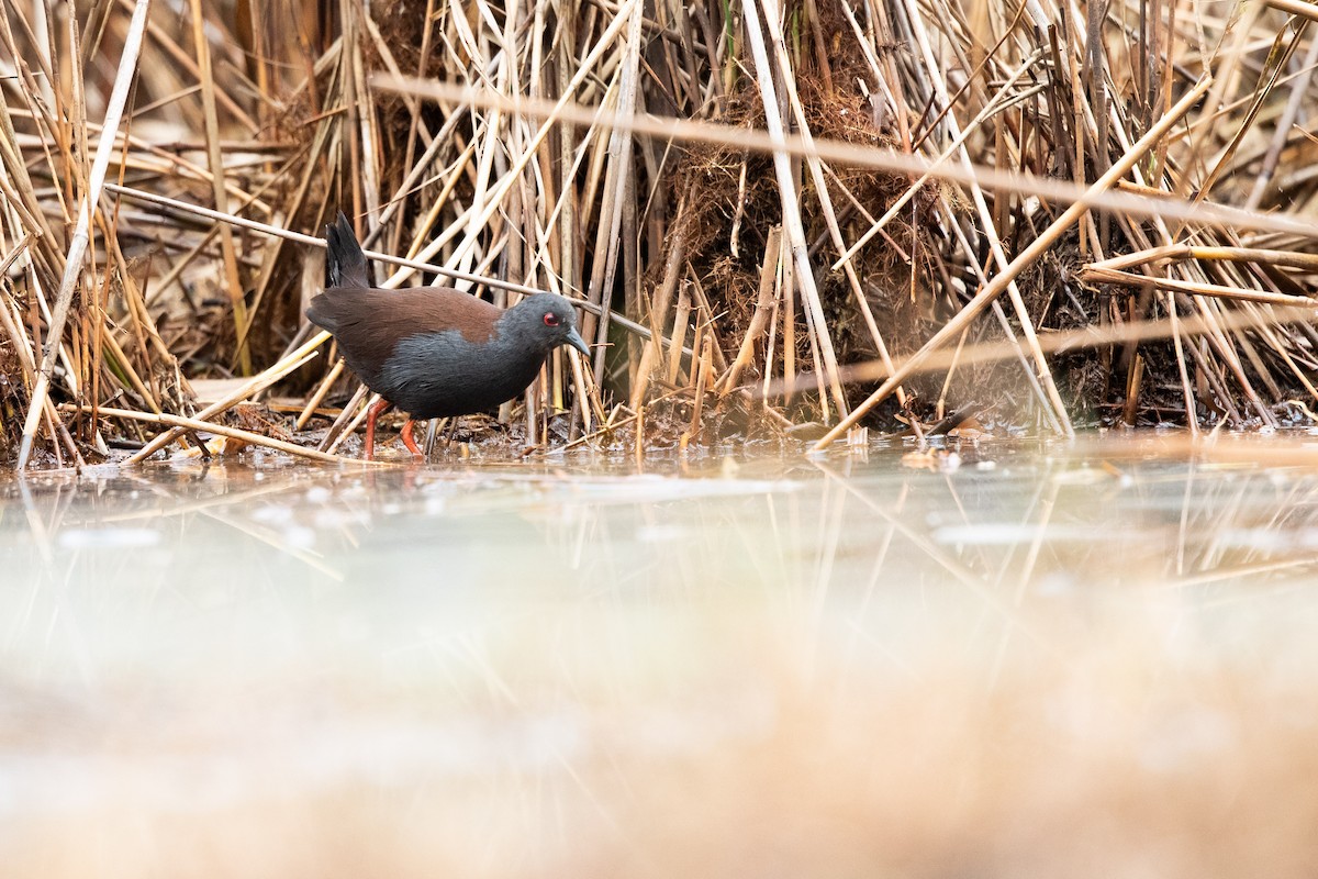 Spotless Crake - ML622312916