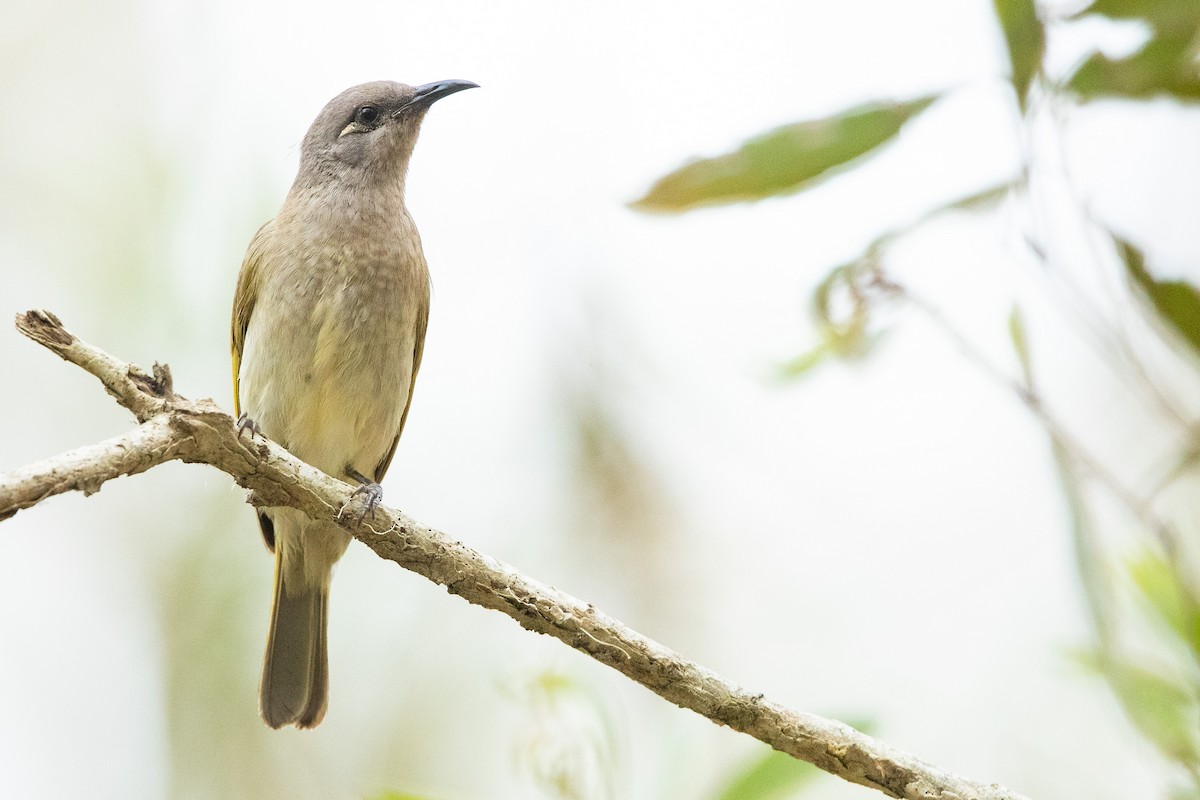 Brown Honeyeater - ML622312924