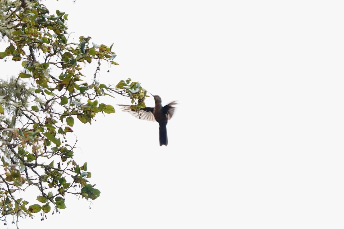 Colibri à ailes saphir - ML622312927