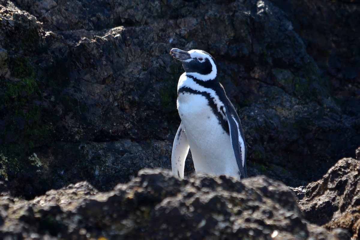 Magellanic Penguin - ML622312947