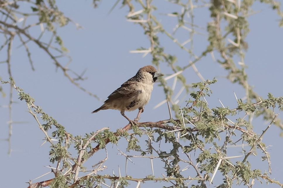 Sociable Weaver - Gonzalo Galan