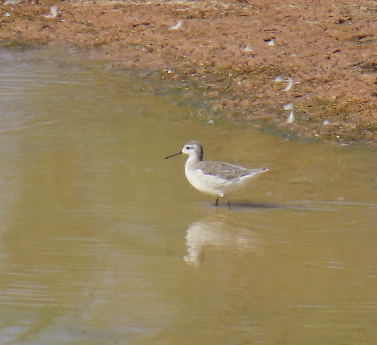Wilson's Phalarope - ML622313002