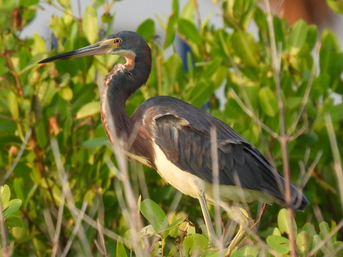 Tricolored Heron - ML622313105