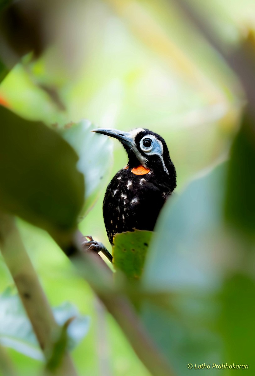 Vogelkop Melidectes - ML622313112