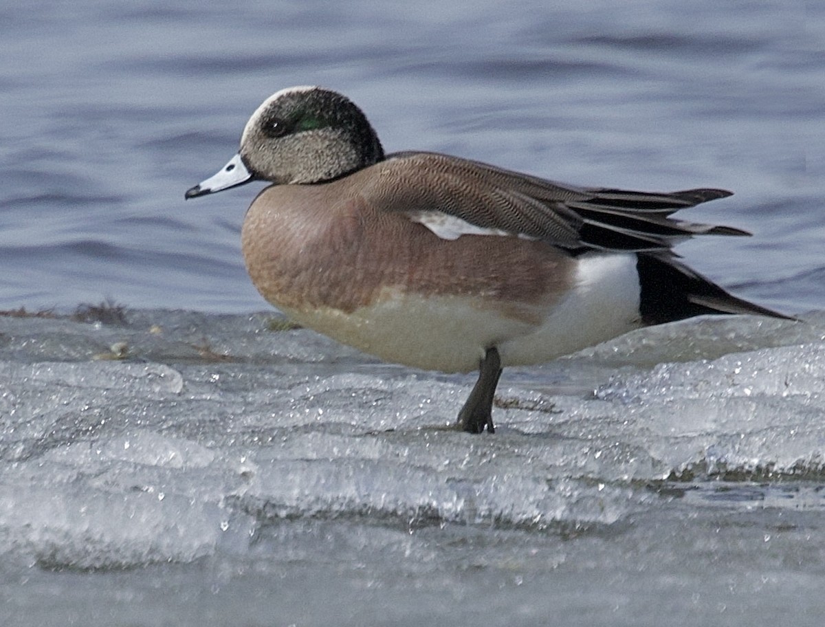 American Wigeon - Lucia MacQuarrie