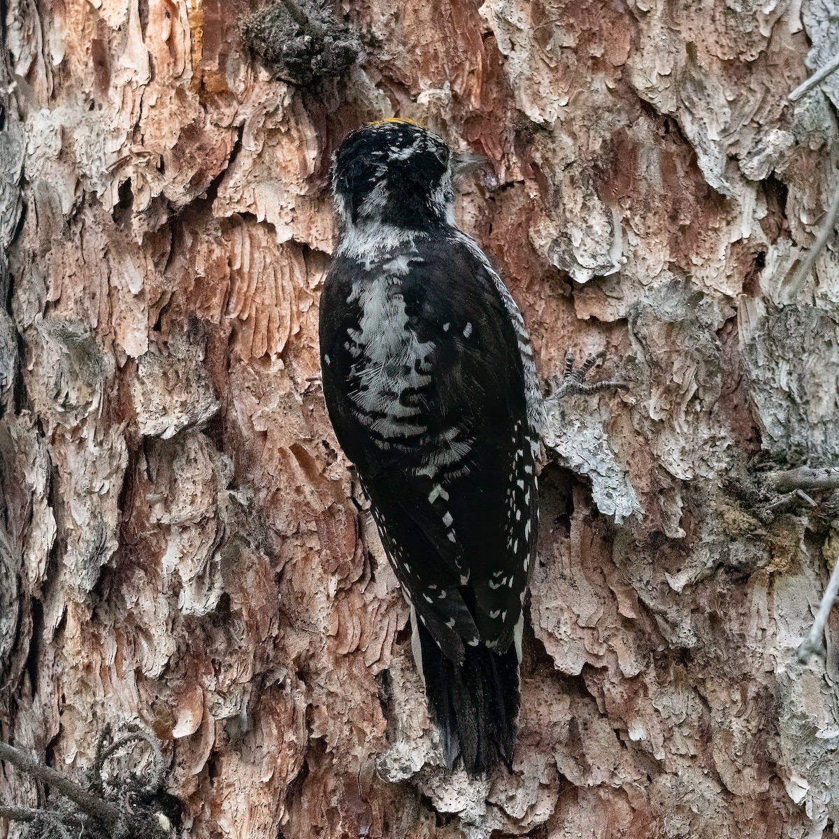 American Three-toed Woodpecker - ML622313151