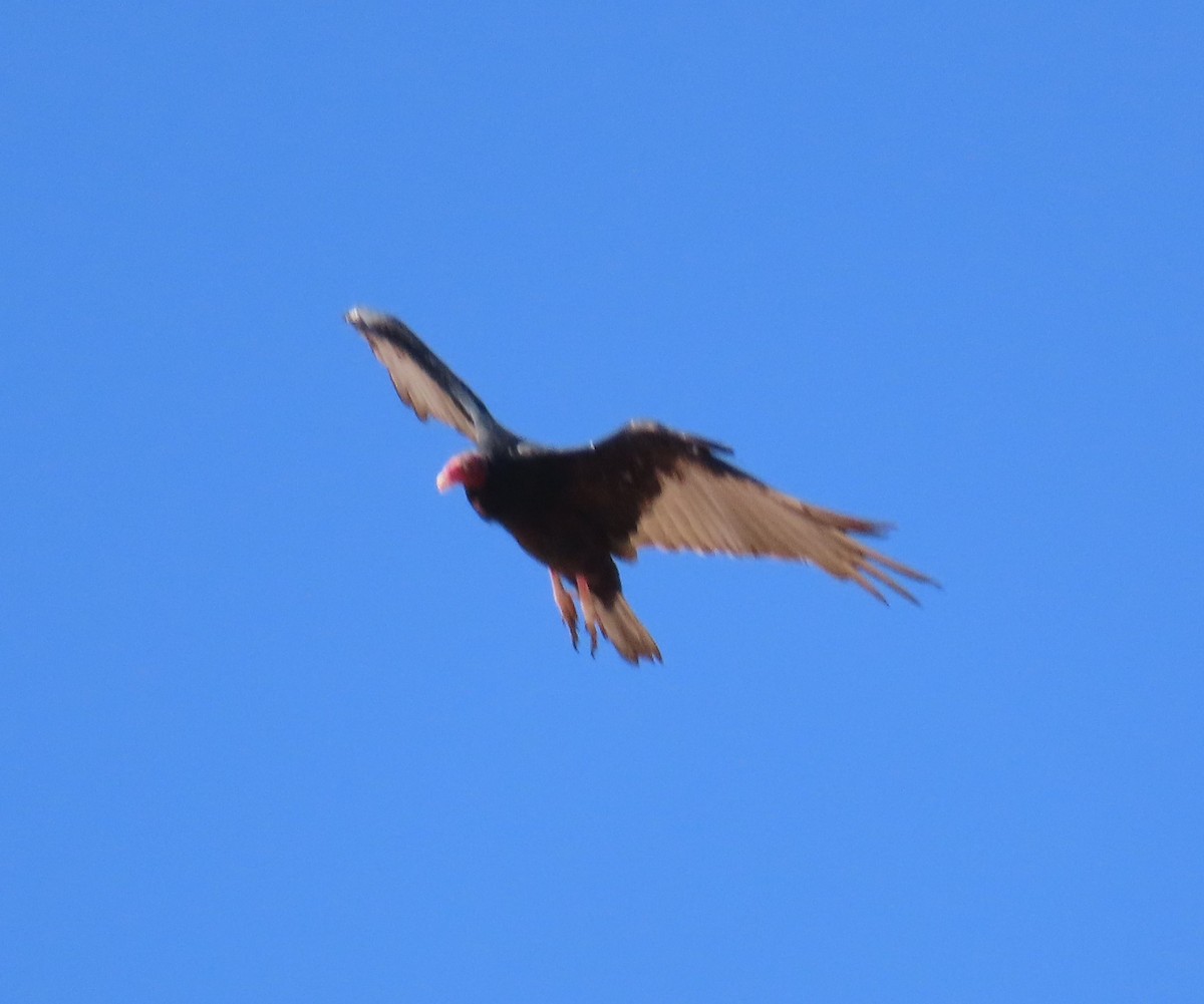 Turkey Vulture - ML622313156