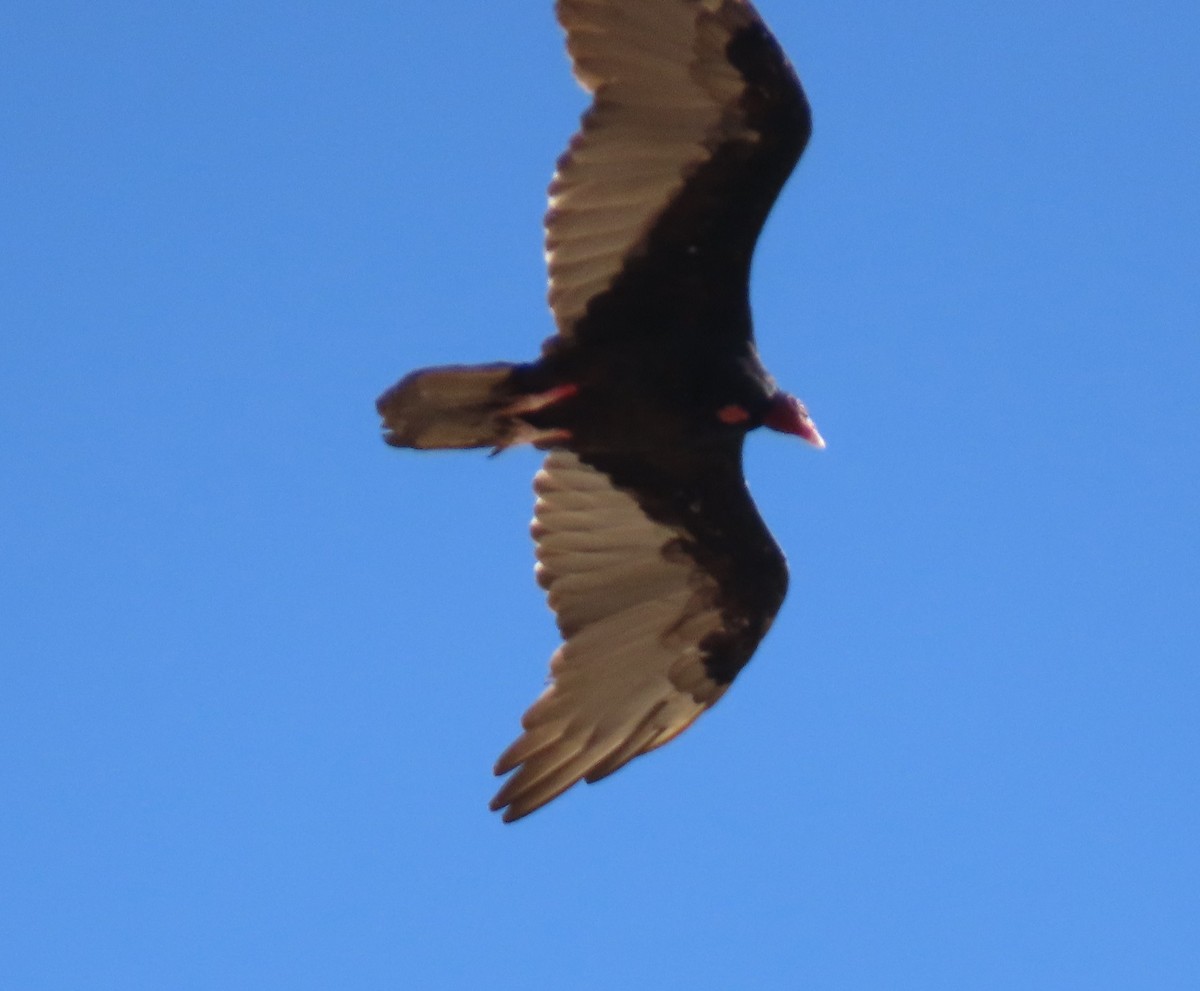Turkey Vulture - ML622313163