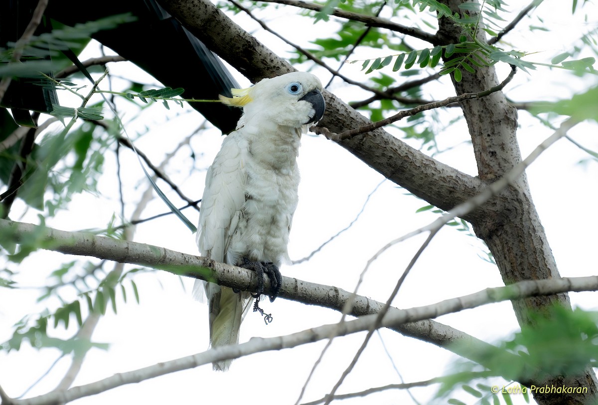 Sulphur-crested Cockatoo - ML622313166