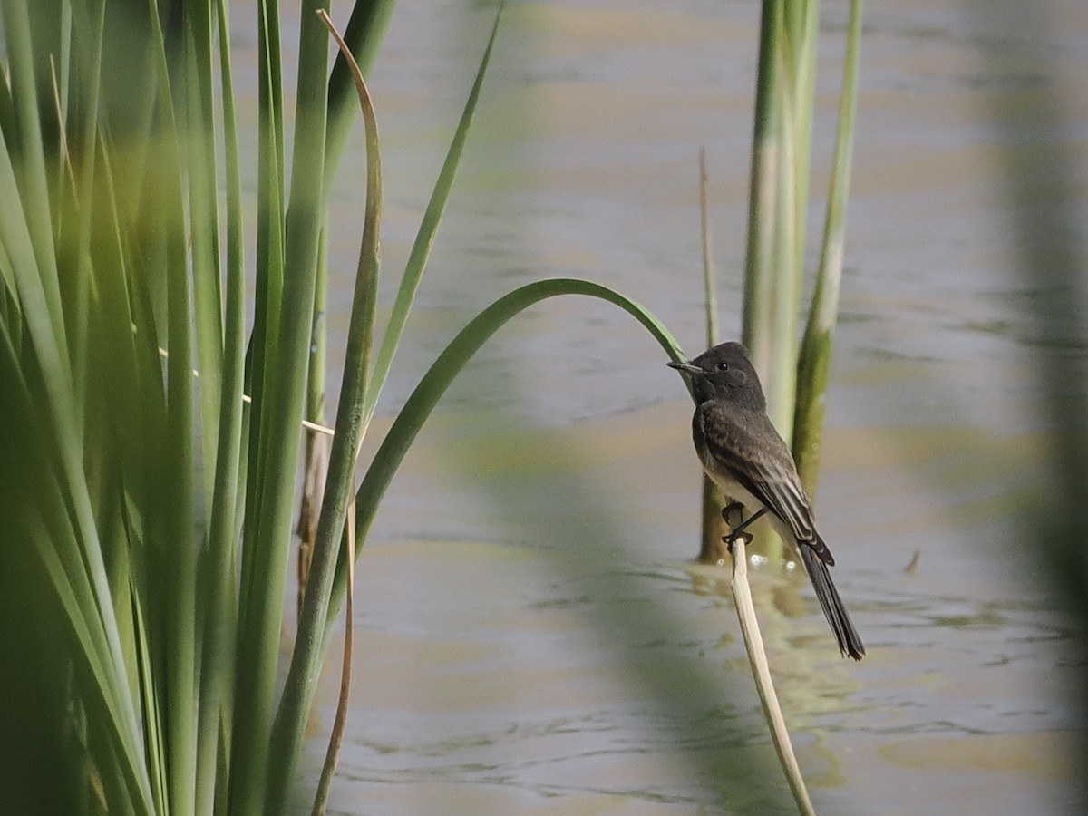 Black Phoebe - ML622313179