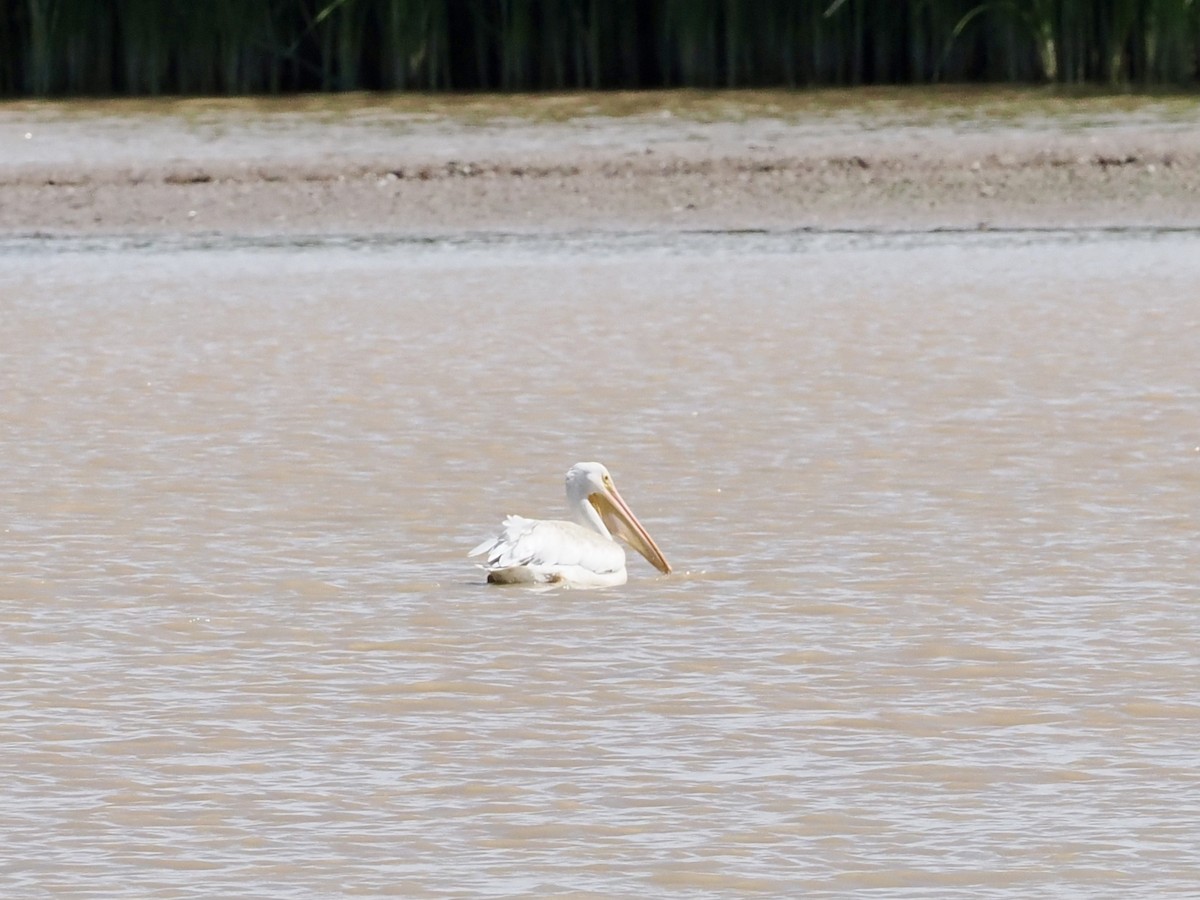 American White Pelican - ML622313189