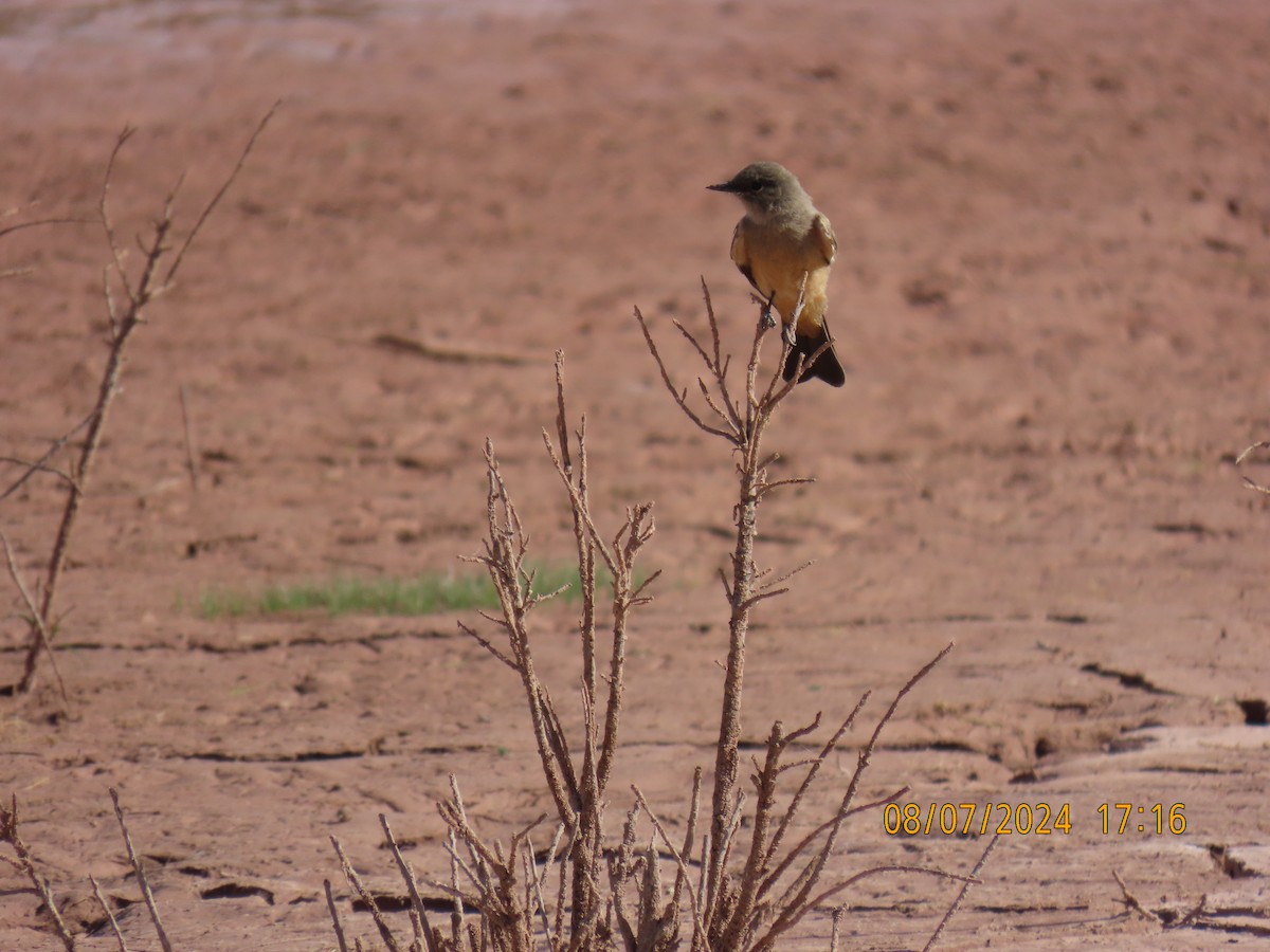 Say's Phoebe - ML622313229