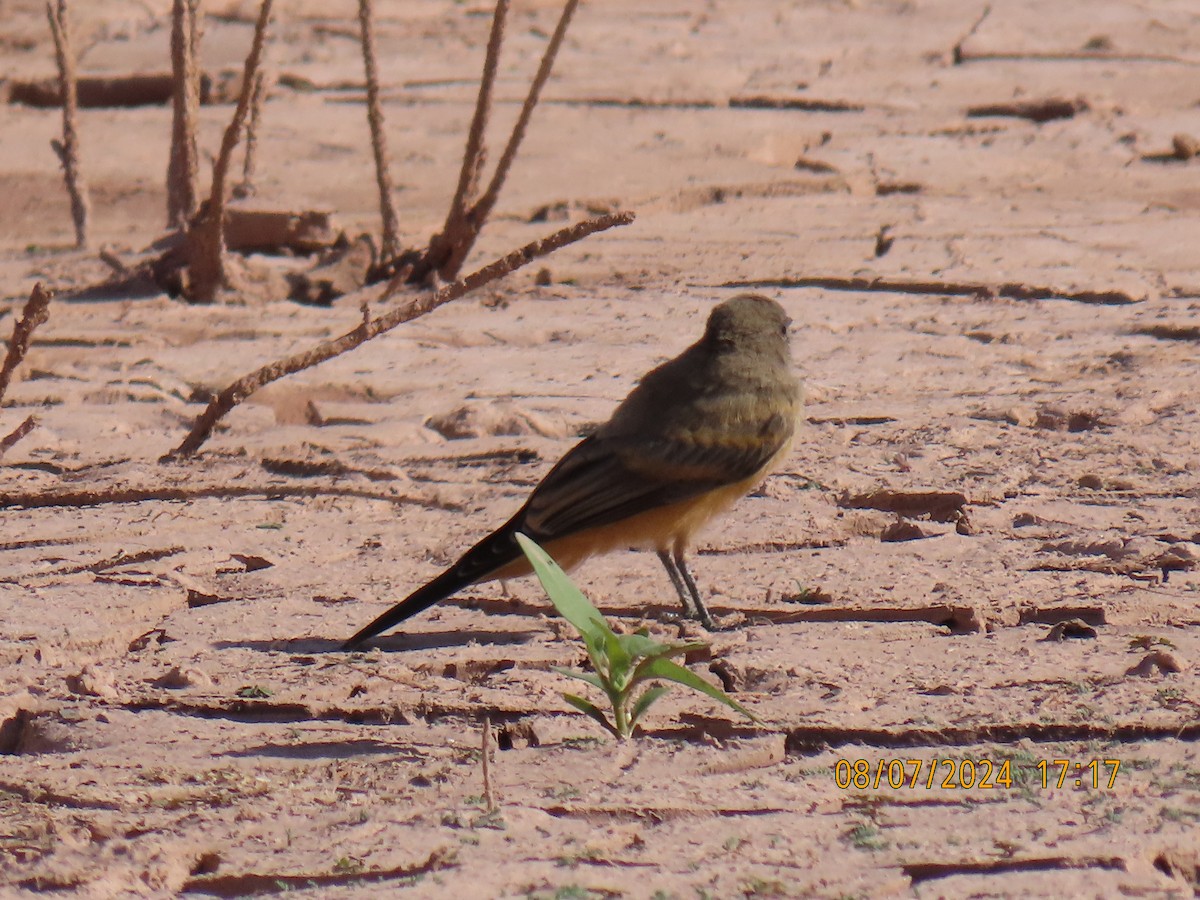 Say's Phoebe - ML622313230
