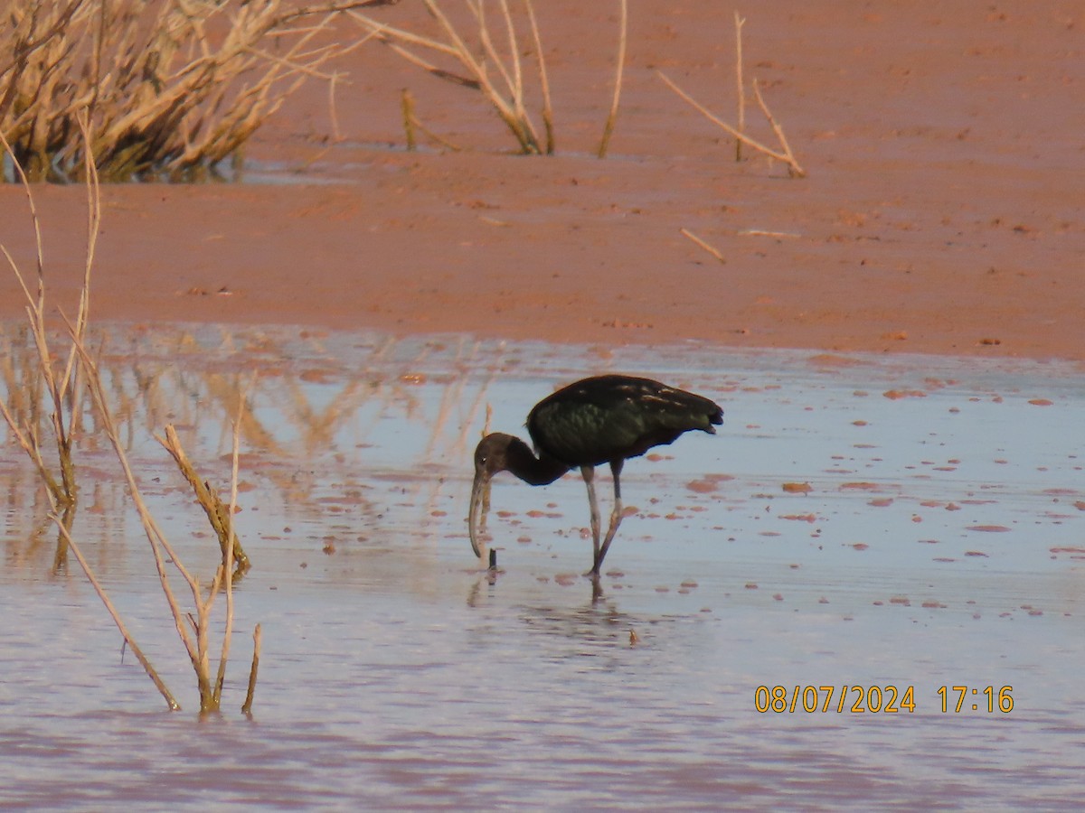 White-faced Ibis - ML622313233