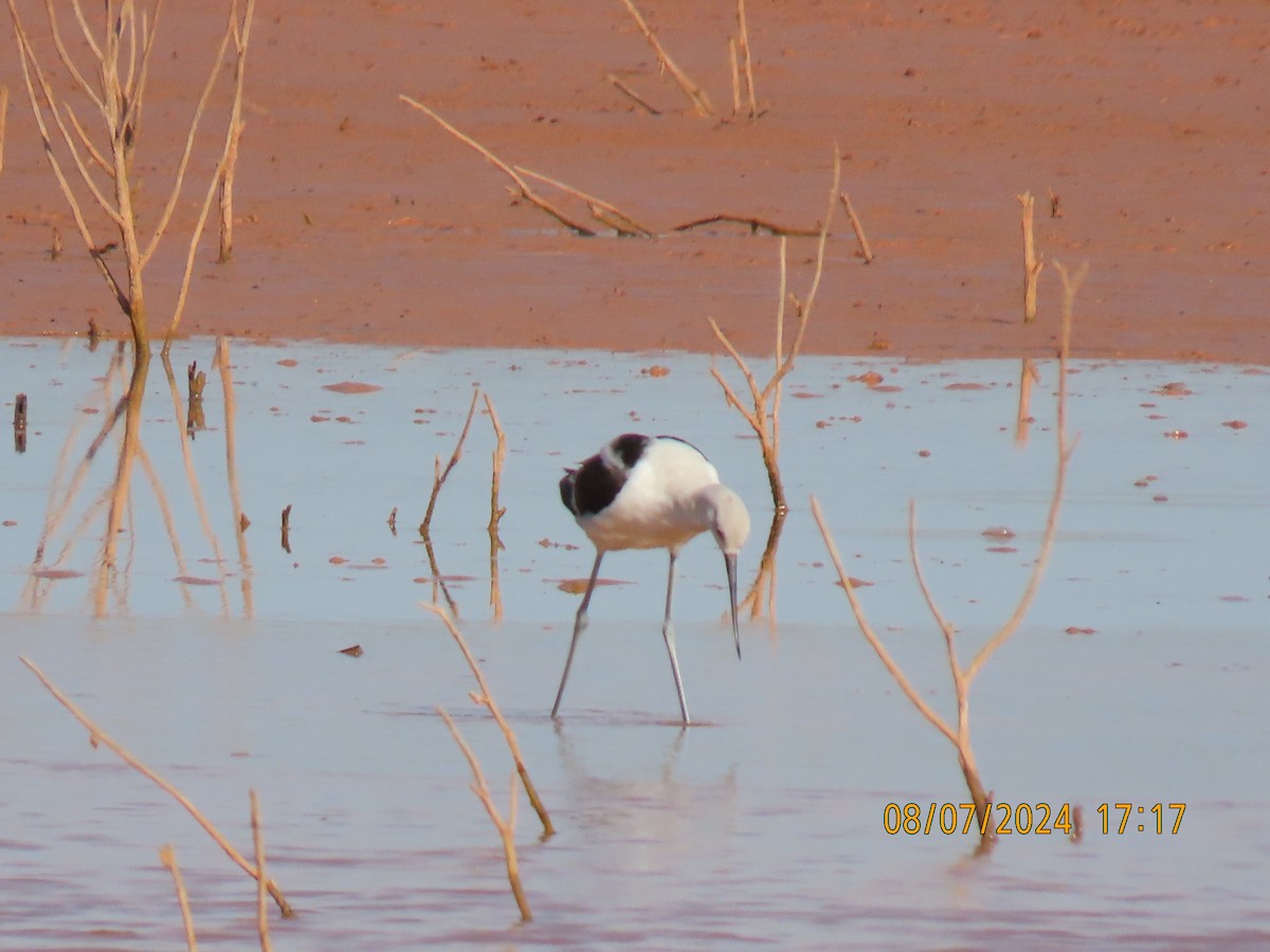 American Avocet - ML622313246
