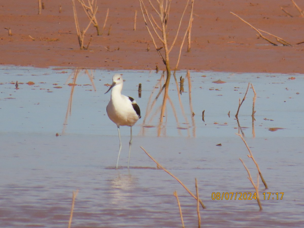 American Avocet - ML622313247