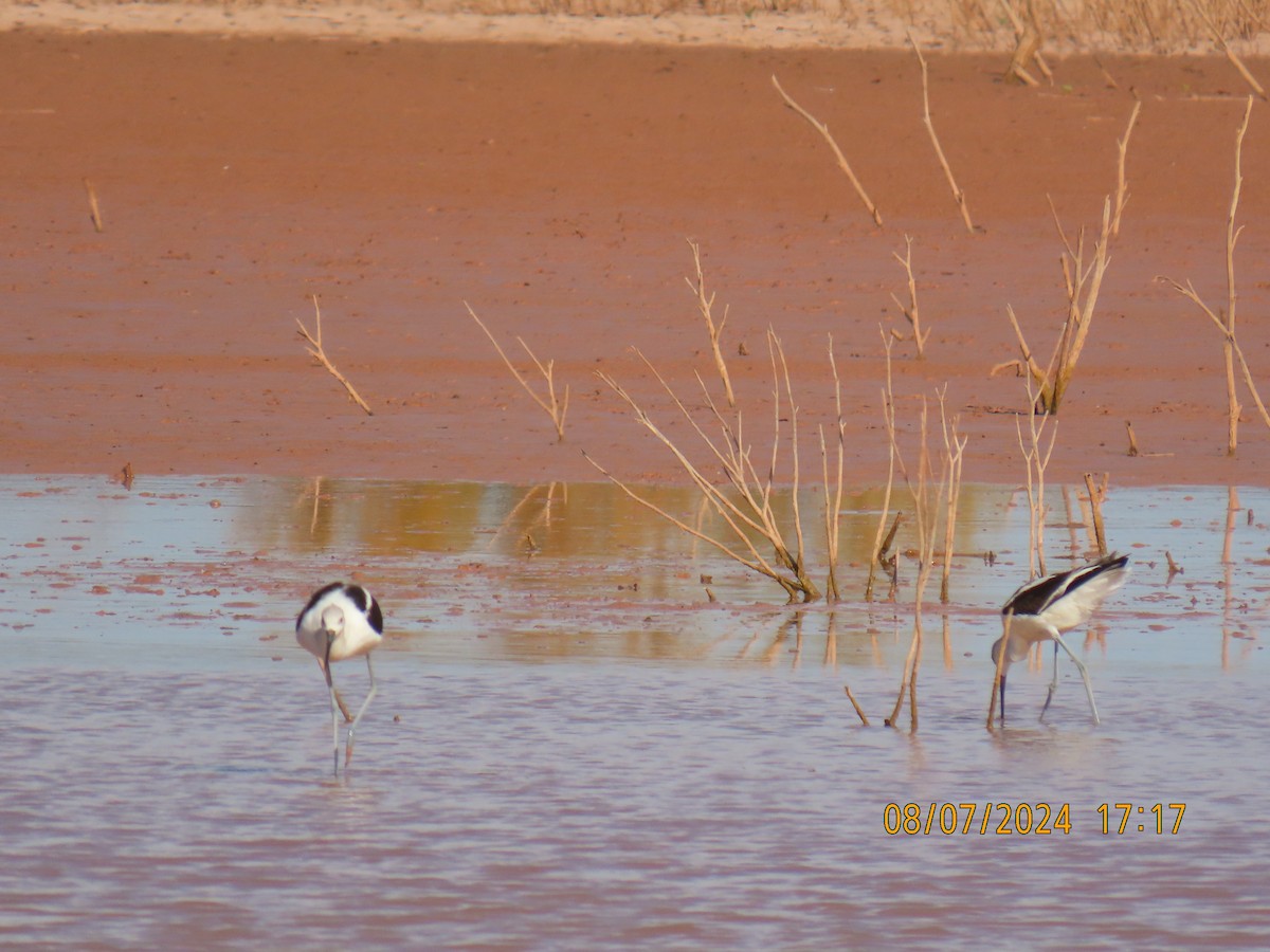 American Avocet - ML622313252