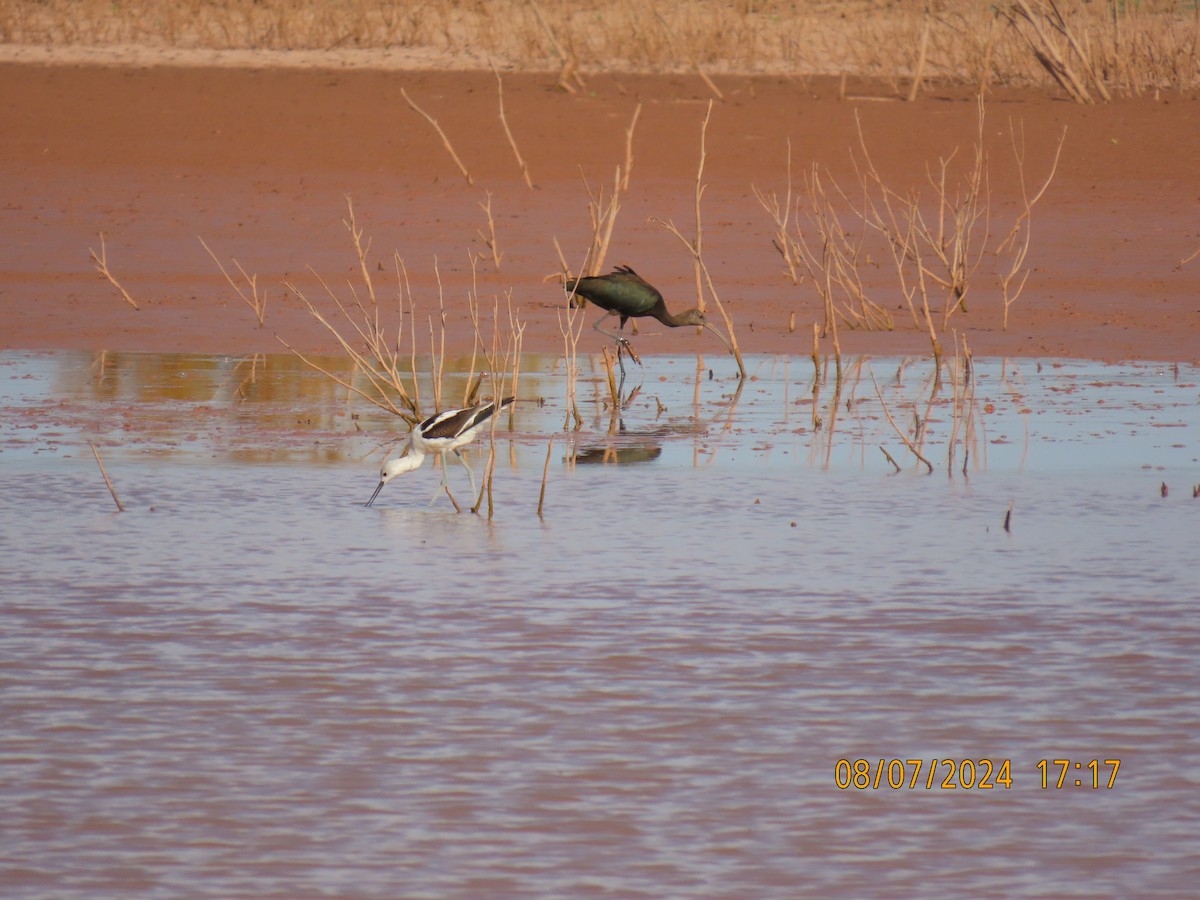 American Avocet - ML622313253