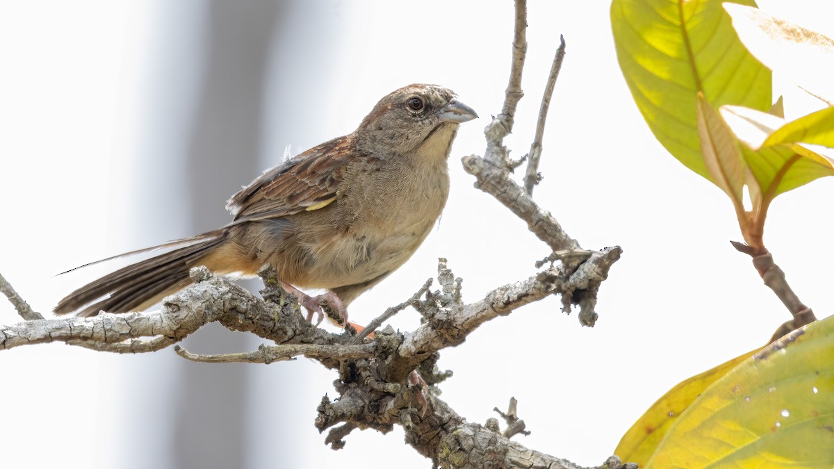 Botteri's Sparrow - ML622313269