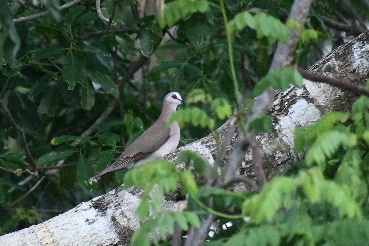 Caribbean Dove - ML622313287