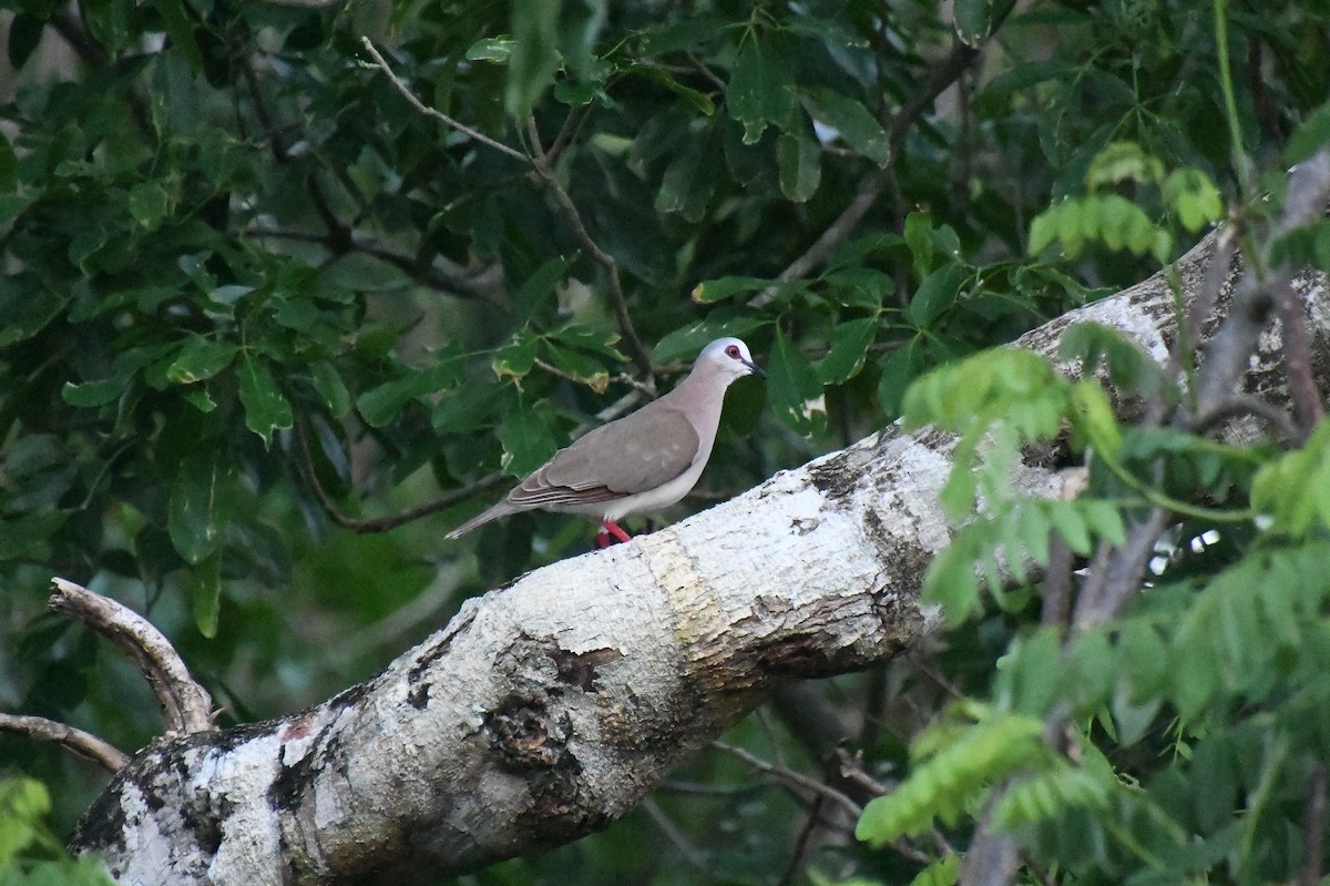 Caribbean Dove - ML622313288