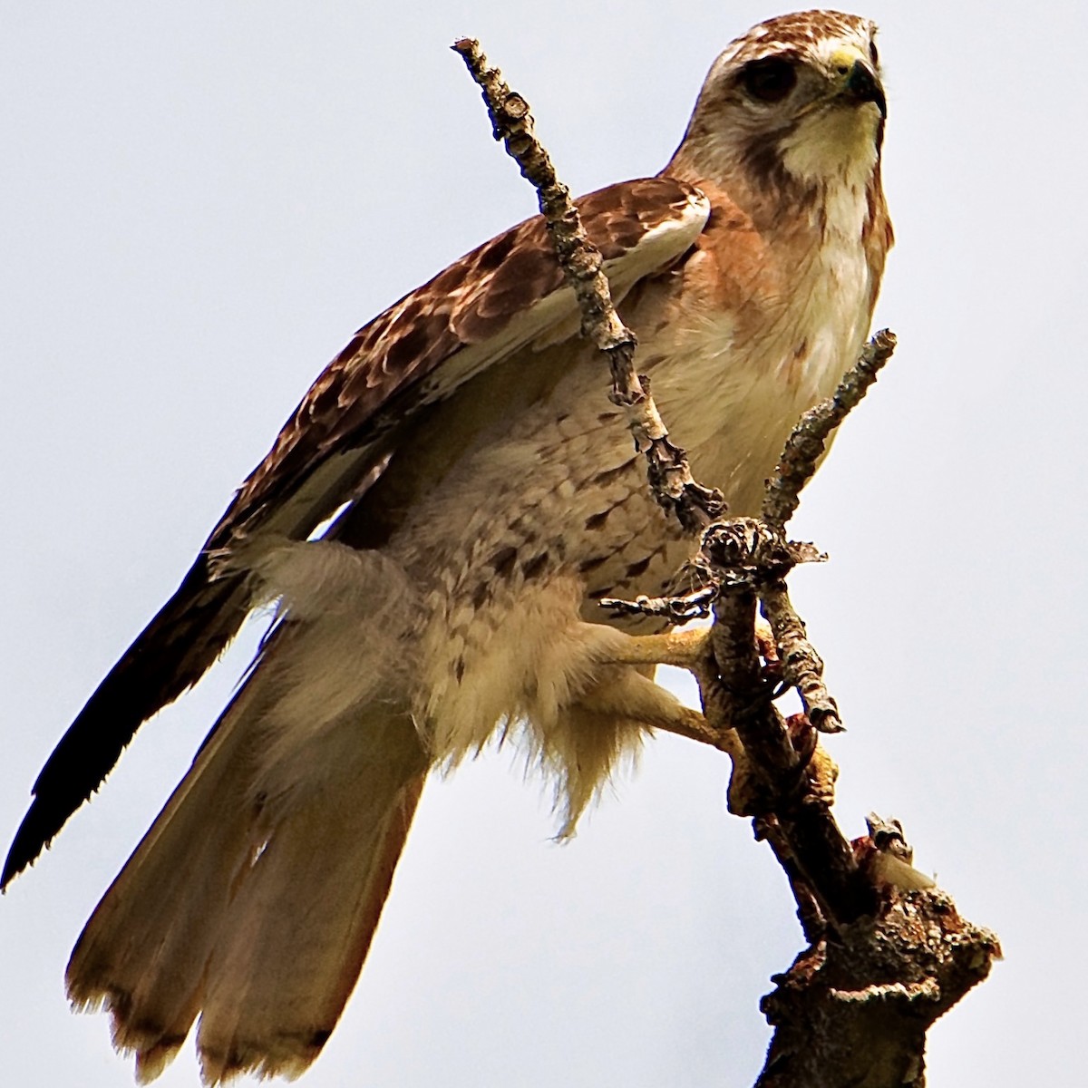 Red-tailed Hawk - ML622313323