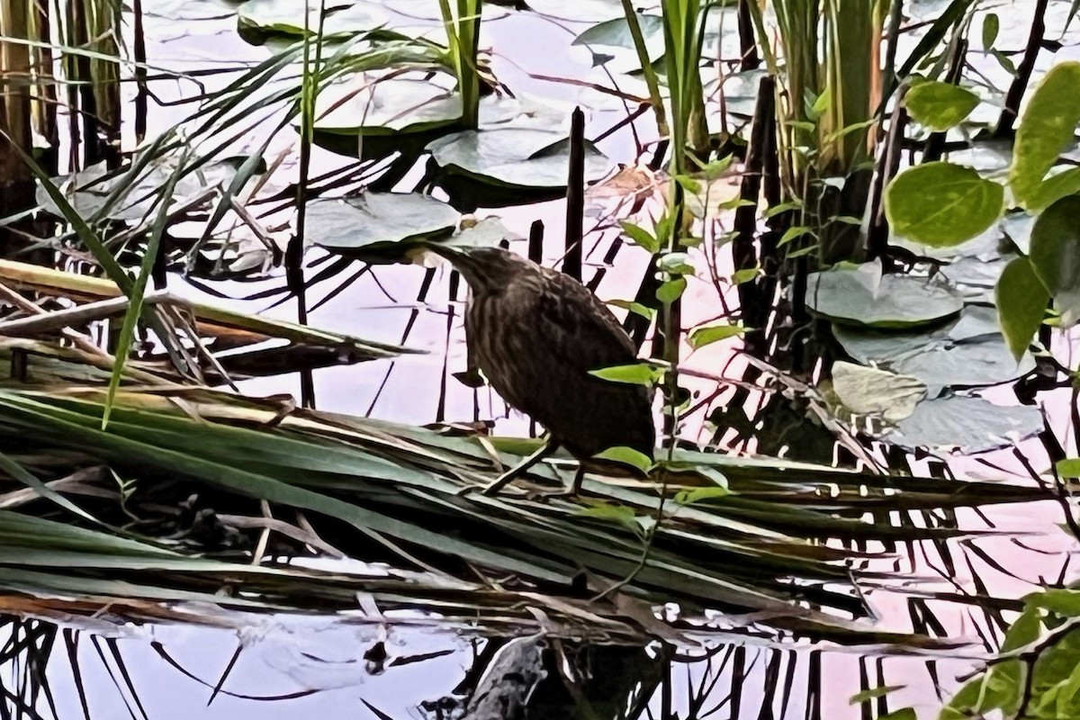 American Bittern - ML622313346