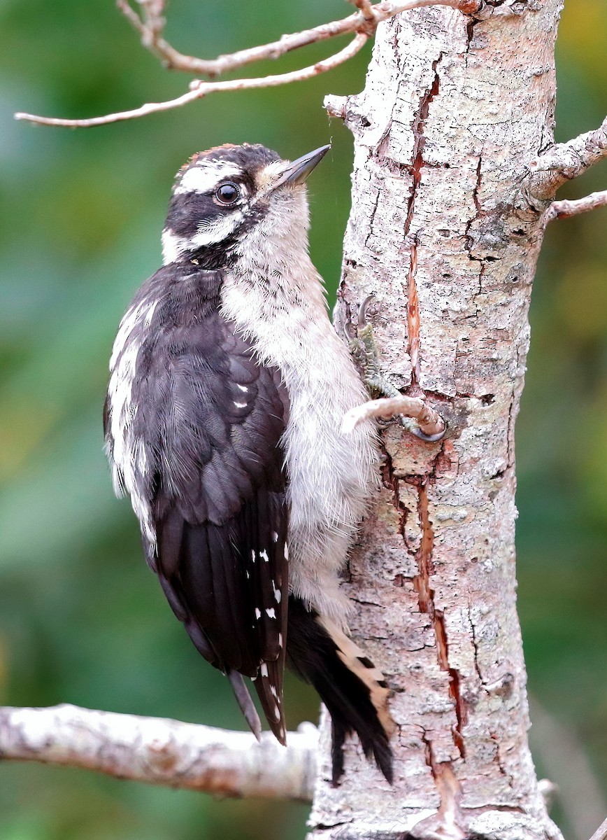 Downy Woodpecker - ML622313500