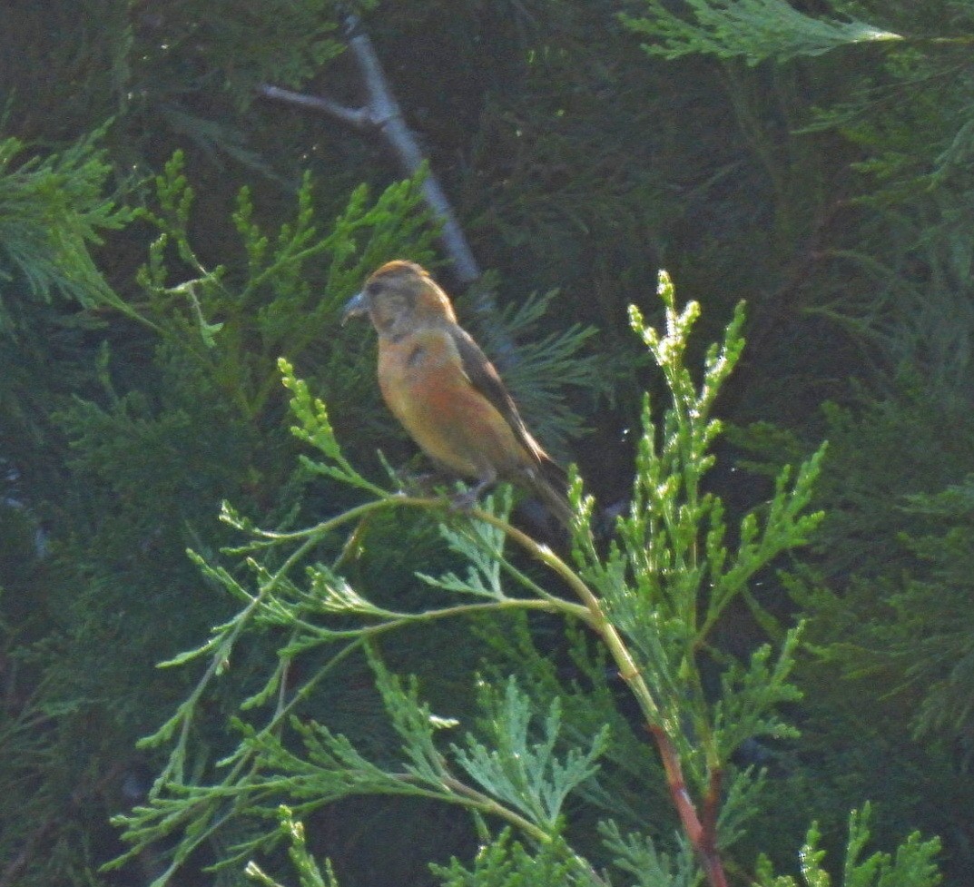 Bec-croisé des sapins - ML622313751