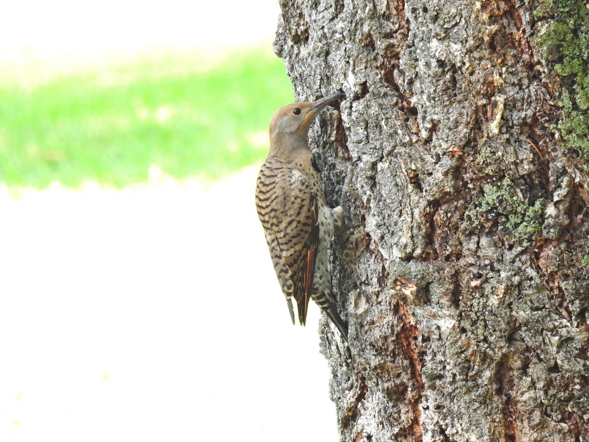 Northern Flicker (Red-shafted) - ML622313807