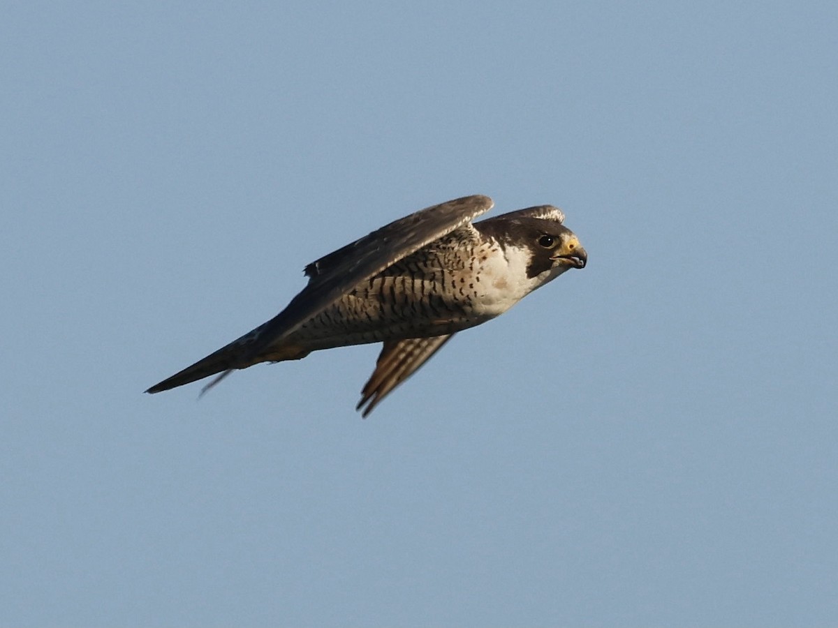 Halcón Peregrino - ML622313819