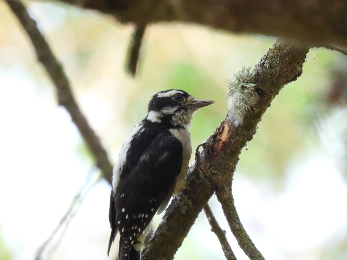 Hairy Woodpecker - ML622313823