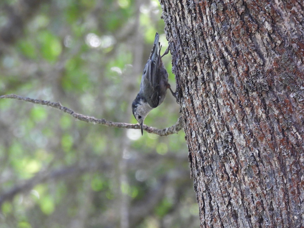 White-breasted Nuthatch (Pacific) - ML622313848