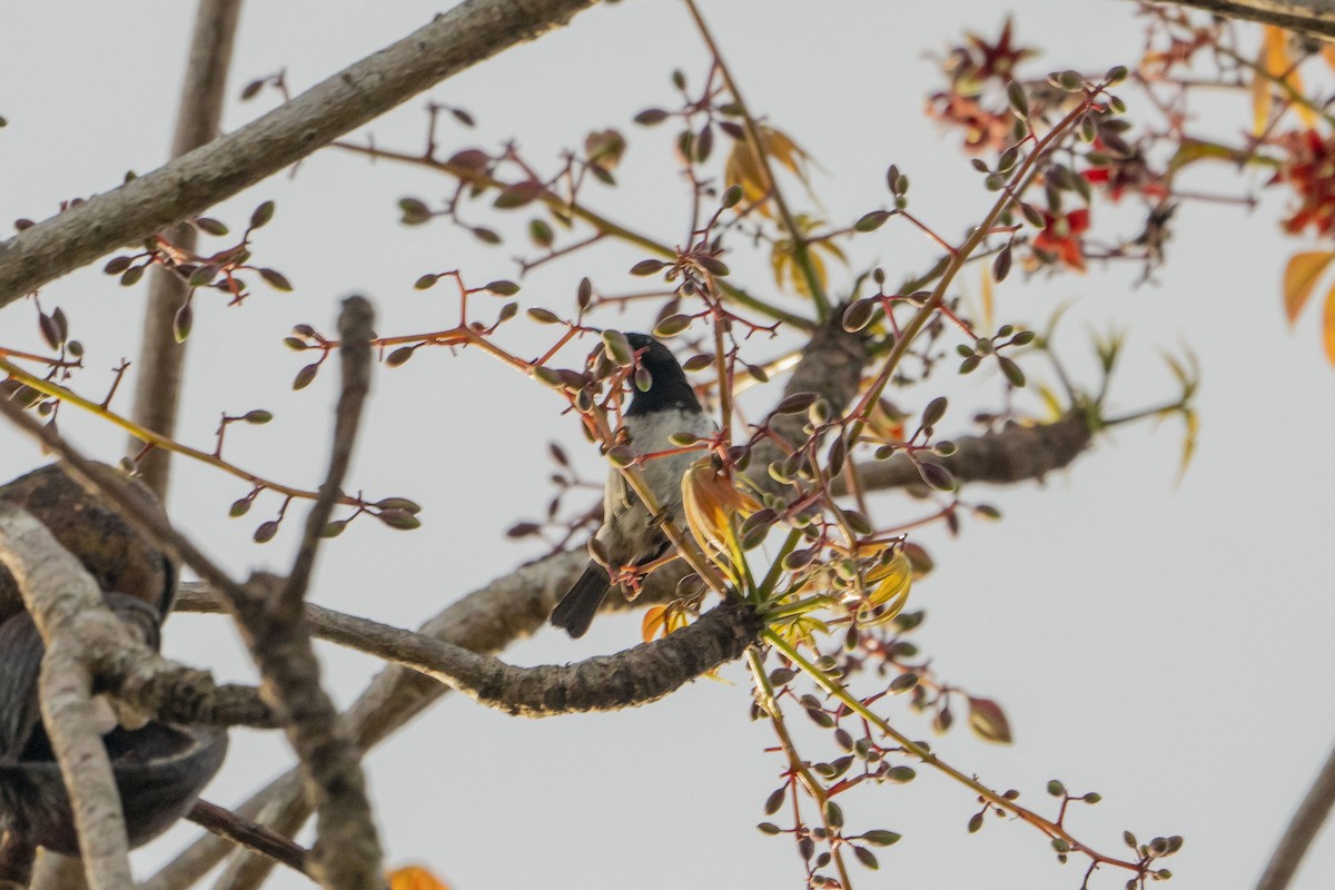 Black-breasted Myzomela - ML622313851