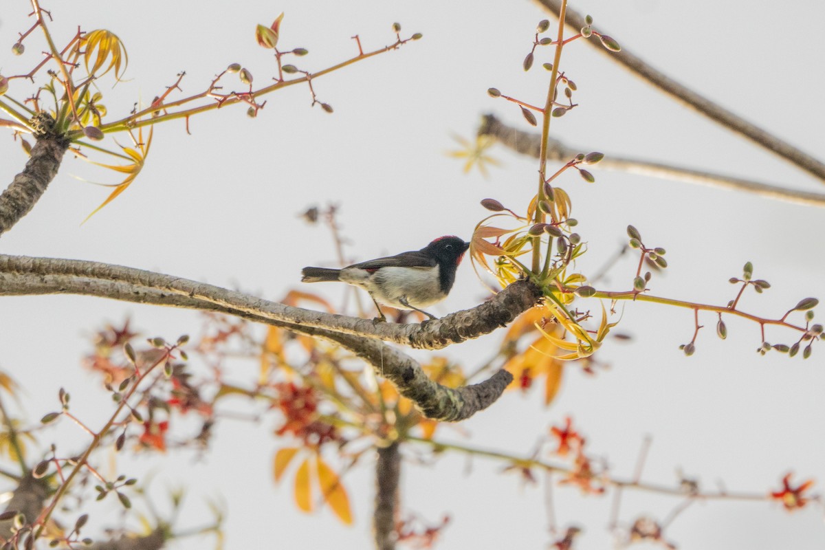 Black-breasted Myzomela - ML622313853