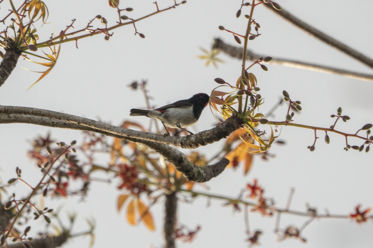 Black-breasted Myzomela - ML622313857