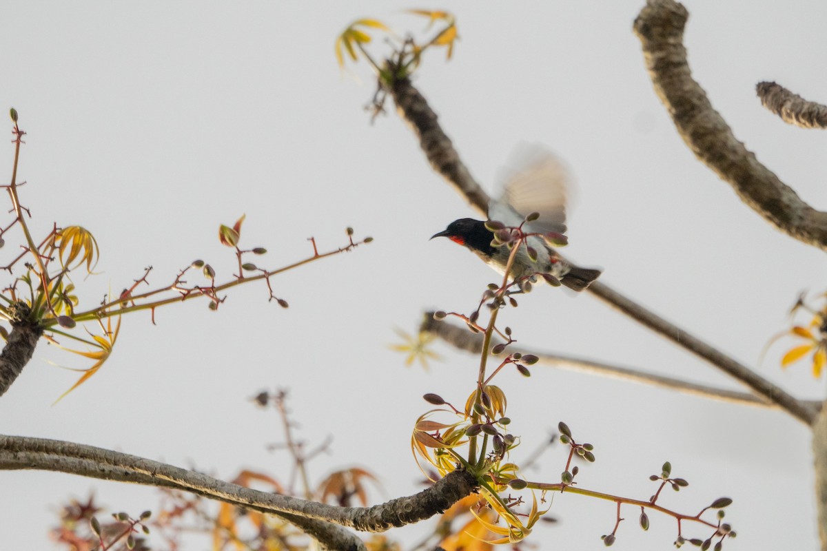 Black-breasted Myzomela - ML622313858