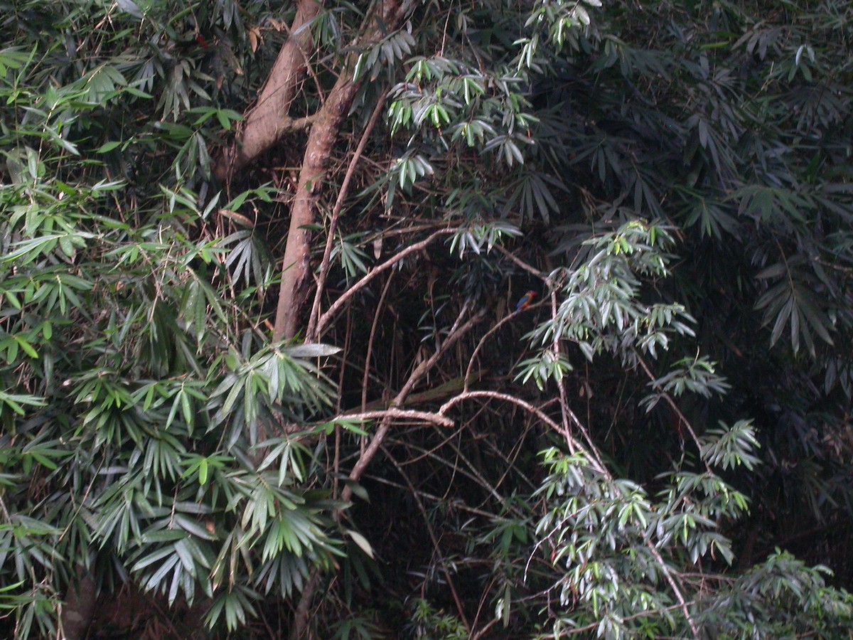 Stork-billed Kingfisher - ML622313860